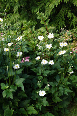Vertical image of 'Honorine Jobert' anemone (Anemone x hybrida 'Honorine Jobert') in bloom