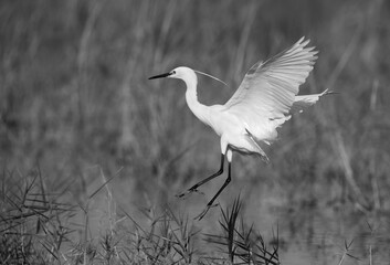 Little Egret landing on the grasses, Bahrain