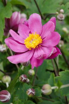 Vertical image of the buds and pink flower of 'Pamina' Japanese anemone (Anemone hupehensis var. japonica 'Pamina')