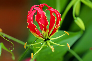Gloriosa Superba or Climbing Lily is a climber with spectacular red and yellow flowers