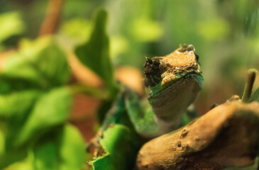 Chameleon close up. Bright and Colorful skinned exotic animal. Close-up shot of a blurred chameleon