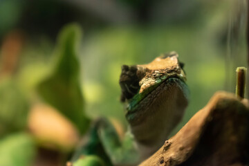 Chameleon close up. Bright and Colorful skinned exotic animal. Close-up shot of a blurred chameleon