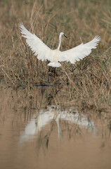 Obraz premium Little Egret landing at Buhair lake, Bahrain