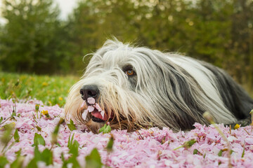 Bearded collie is lying in pink flower. So patient model and lovely dog.