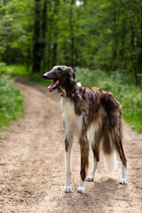 Fototapeta premium Brindle dog borzoi walks outdoor at summer