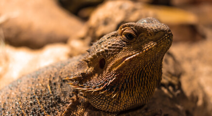Pogonas are a species of agamidae family. He lives in the desert areas of Australia. Pogonas are a species of agamidae family. He lives in the desert areas of Australia.  Close-up of Pogona