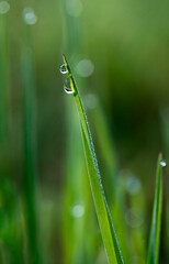 Morning dew drops on a grass blade