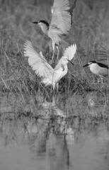 Little Egret and Black-crowned night heron