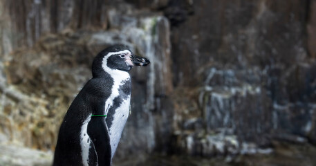 Obraz premium Tired old and sad penguin at the zoo.