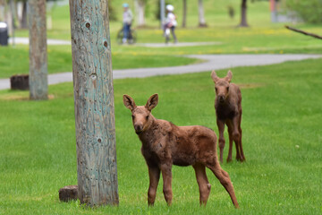 Naklejka na ściany i meble Alaska moose calves cavorting on a playground while mother moose watches carefully.