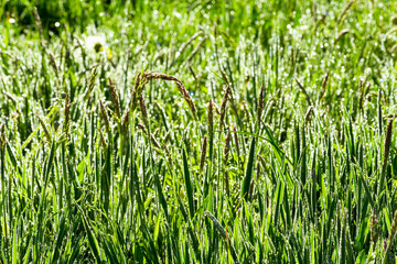 Meadow with the morning dewdrops