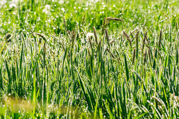 Meadow with the morning dewdrops