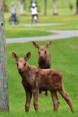 Alaska moose calves cavorting on a playground while mother moose watches carefully.