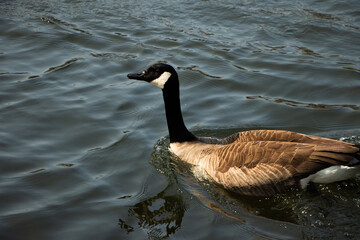 country goose branta canadensis