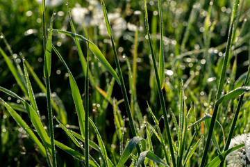 Bright grass blades with morning dewdrops