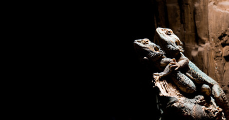 Pogonas are a species of agamidae family. He lives in the desert areas of Australia. Stand in a row pogonos.  Image of pogona in black and white background.