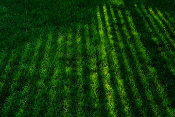 Green grass background. Light and dark lines.