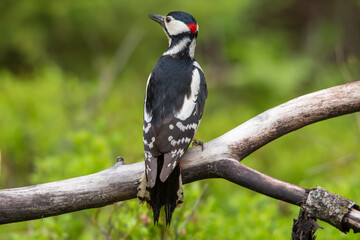 Дятел, большой пестрый дятел, woodpecker 