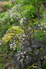 Vertical image of purple-leaved 'Ravenswing' cow parsley (Anthriscus sylvestris 'Ravenswing') in flower in a garden setting