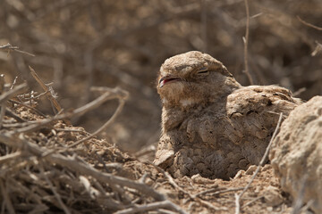 Egyptian Nightjar sleeping, Bahrain