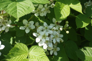 beautiful white blackberry flowers in summer