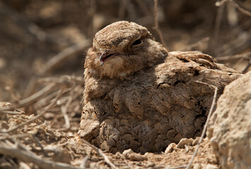 Egyptian Nightjar at Hamala, Bahrain