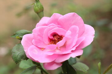 pink rose flower in the garden