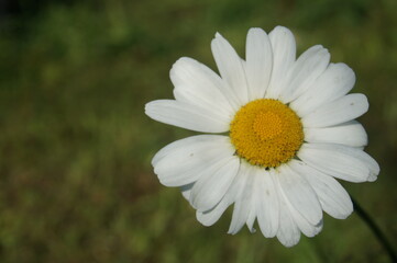 little cute daisy in the park in summer