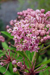 Vertical closeup of the pink flowers of swamp milkweed (Asclepias incarnata)