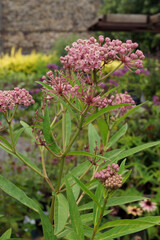 Vertical image of the pink flowers of swamp milkweed (Asclepias incarnata)