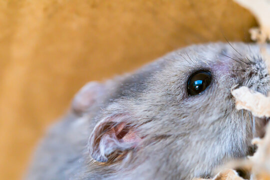 Close up of The Winter white dwarf hamster (Phodopus sungorus) bitting cardboard