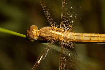 Crocothemis erythraea, common names include broad scarlet, common scarlet-darter, scarlet darter...