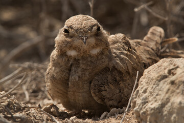 Egyptian Nightjar, Bahrain