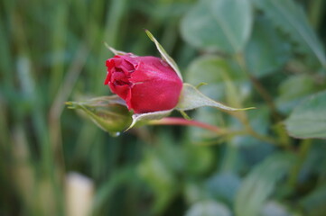 red rose flower in the park
