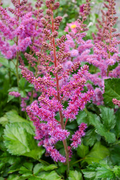 Vertical image of the purplish pink flowers of 'Visions' astilbe (Astilbe 'Visions')