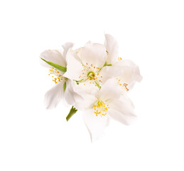 Jasmine flowers isolated on white background. Jasmine branch.