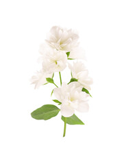 Obraz na płótnie Canvas Jasmine flowers isolated on white background. Jasmine branch.