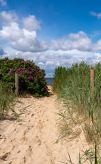 Strandzugang in Cuxhaven Sahlenburg ueber Duene mit Heckenrose und Strandbewuchs