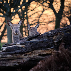 Deers that are hidden behind the tree