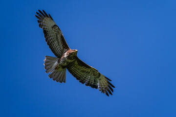 Raubvogel