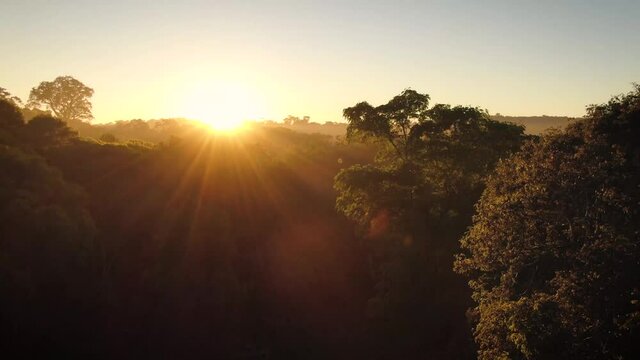 4k drone footage of the sunrise at the tropical jungle, rising above the trees with clouds