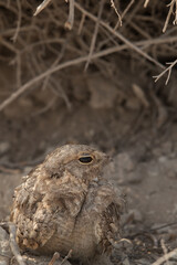 Egyptian Nightjar staring at camera