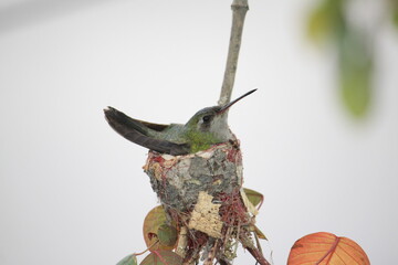 Colibrí esmeralda , Chlorostilbon, ave, pájaro, nido