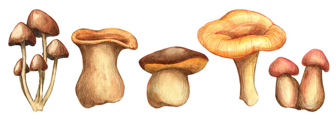 Watercolor mushroom set isolated on white background. Forest mushrooms collection.  Hand drawn mushrooms. 