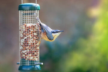Nuthatch hanging from a peanut feeder in Hampshire, UK