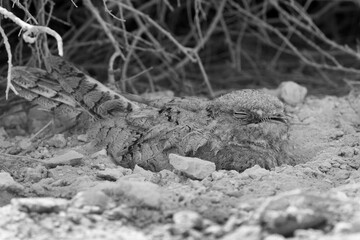 Egyptian Nightjar sleeping, Bahrain