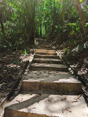 Path leading into forest