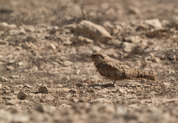 Egyptian Nightjar, Bahrain