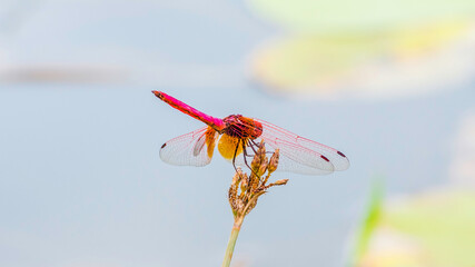 colorful Dragon fly from behind macro Photograph