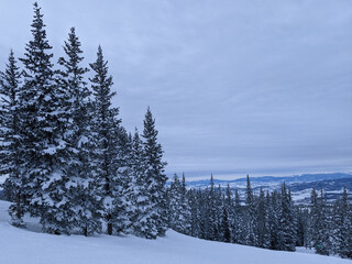 Fototapeta premium Wintery forest